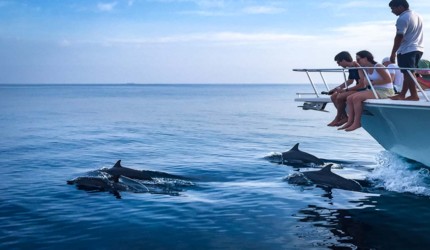 dolphin-trip-maldives
