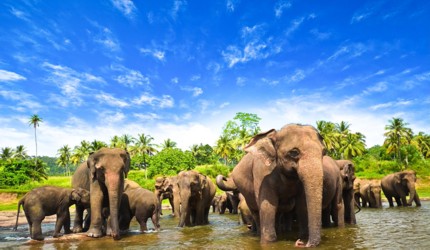 pinnawala-elephant-orphanage